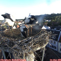 06_35-nest.jpg