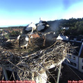 06_40-nest.jpg