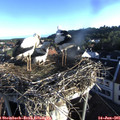 06_45-nest.jpg