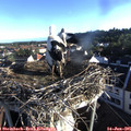 06_50-nest.jpg
