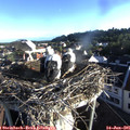 06_55-nest.jpg