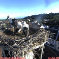 07_00-nest.jpg