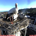 07_05-nest.jpg