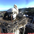 07_10-nest.jpg