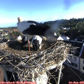 07_15-nest.jpg