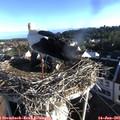 07_20-nest.jpg