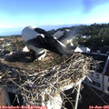 07_25-nest.jpg