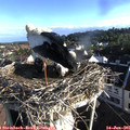 07_30-nest.jpg