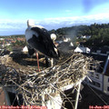 07_35-nest.jpg