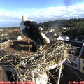 07_40-nest.jpg