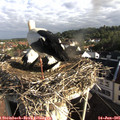 07_50-nest.jpg