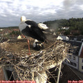 07_55-nest.jpg