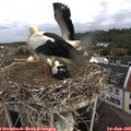 08_00-nest.jpg