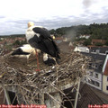 08_05-nest.jpg