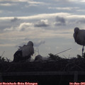 08_10-mast.jpg
