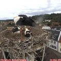 08_10-nest.jpg