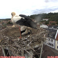 08_15-nest.jpg