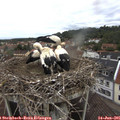 08_20-nest.jpg