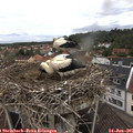 08_25-nest.jpg