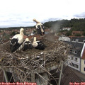 08_30-nest.jpg