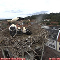08_35-nest.jpg