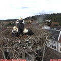 08_40-nest.jpg