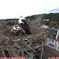08_45-nest.jpg