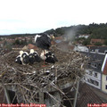 08_55-nest.jpg