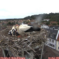 09_00-nest.jpg