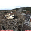 09_05-nest.jpg