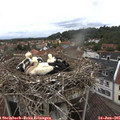 09_10-nest.jpg