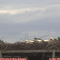 09_15-mast.jpg