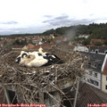 09_15-nest.jpg