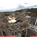 09_20-nest.jpg