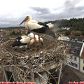 09_25-nest.jpg