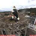 09_30-nest.jpg
