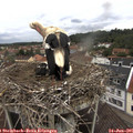 09_35-nest.jpg