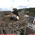 09_40-nest.jpg