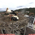 09_45-nest.jpg