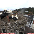10_00-nest.jpg