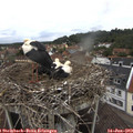 10_05-nest.jpg