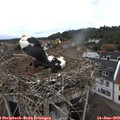 10_10-nest.jpg