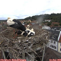 10_15-nest.jpg