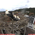 10_20-nest.jpg