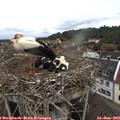 10_25-nest.jpg
