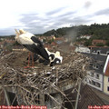10_30-nest.jpg