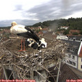10_35-nest.jpg