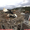 10_40-nest.jpg