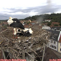 10_45-nest.jpg