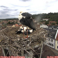 10_50-nest.jpg